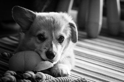 Portrait of dog lying down