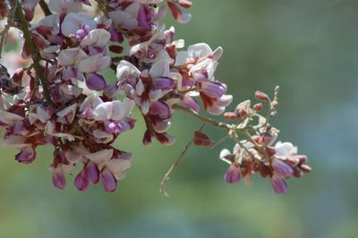 Close-up of pink flowers blooming on tree