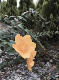 Close-up of yellow flower