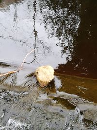 High angle view of mushroom growing on lake