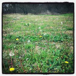 Yellow flowers growing on field