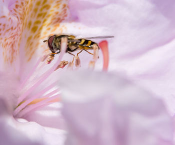 Close-up of bee pollinating on pink flower