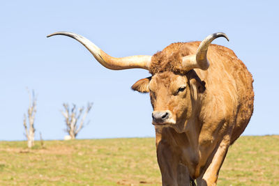 Cow on field against clear sky