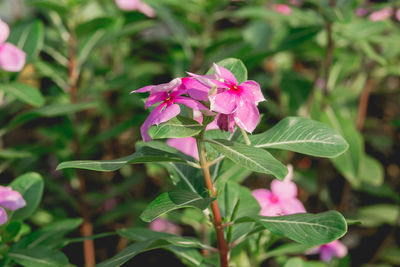 Close-up of pink flower blooming outdoors