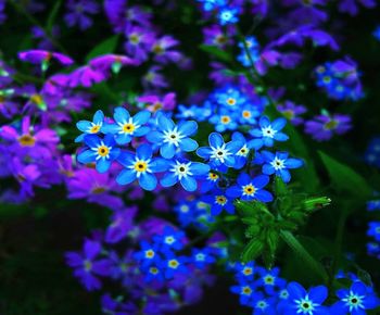 Close-up of purple flowering plants