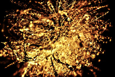 Close-up of illuminated tree during sunset