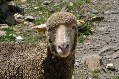 Portrait of a sheep in a meadow in the alps