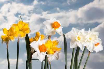 Beautiful springtime narcissus isolated on a white background. narcissus on white.