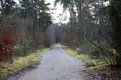 Road amidst trees in forest