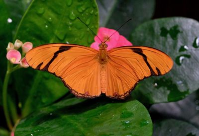 Close-up of butterfly pollinating flower