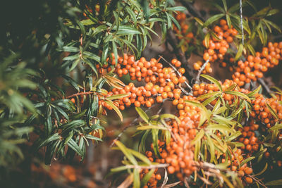 Close-up of fruits growing on tree