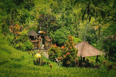 House on field by trees and plants