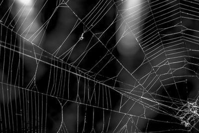 Close-up of spider web