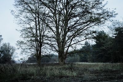 Trees on field in forest against sky