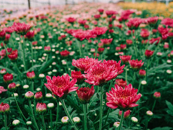 Close-up of red flowering plants on field