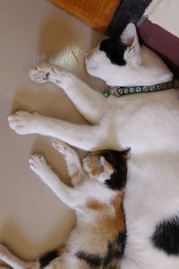 High angle view of cat relaxing at home