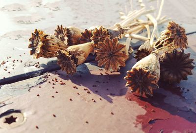 High angle view of dead buds on table