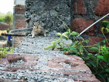 Squirrel on wall