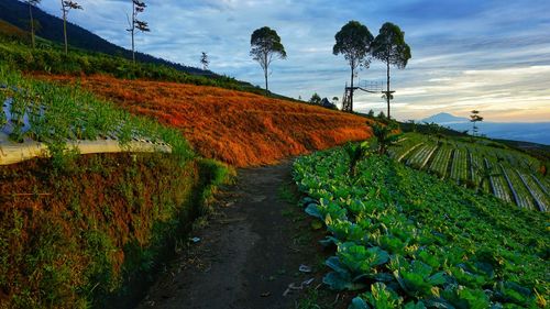 Footpath amidst plants in farm against sky