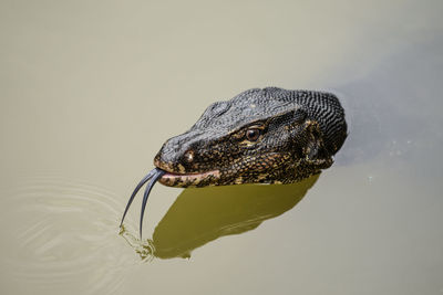 High angle view of monitor lizard in lake