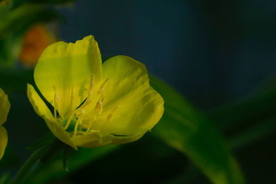 Close-up of yellow flowering plant