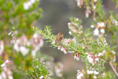 Bird perching on flowering plant