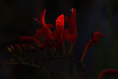 Close-up of red flowers blooming outdoors