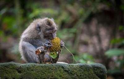 Monkey on rock