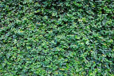 Full frame shot of ivy growing on field