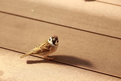High angle view of sparrow on wood