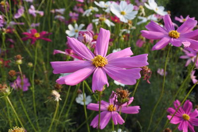 Close-up of pink cosmos flowers on field
