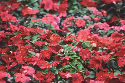 Full frame shot of red flowering plants