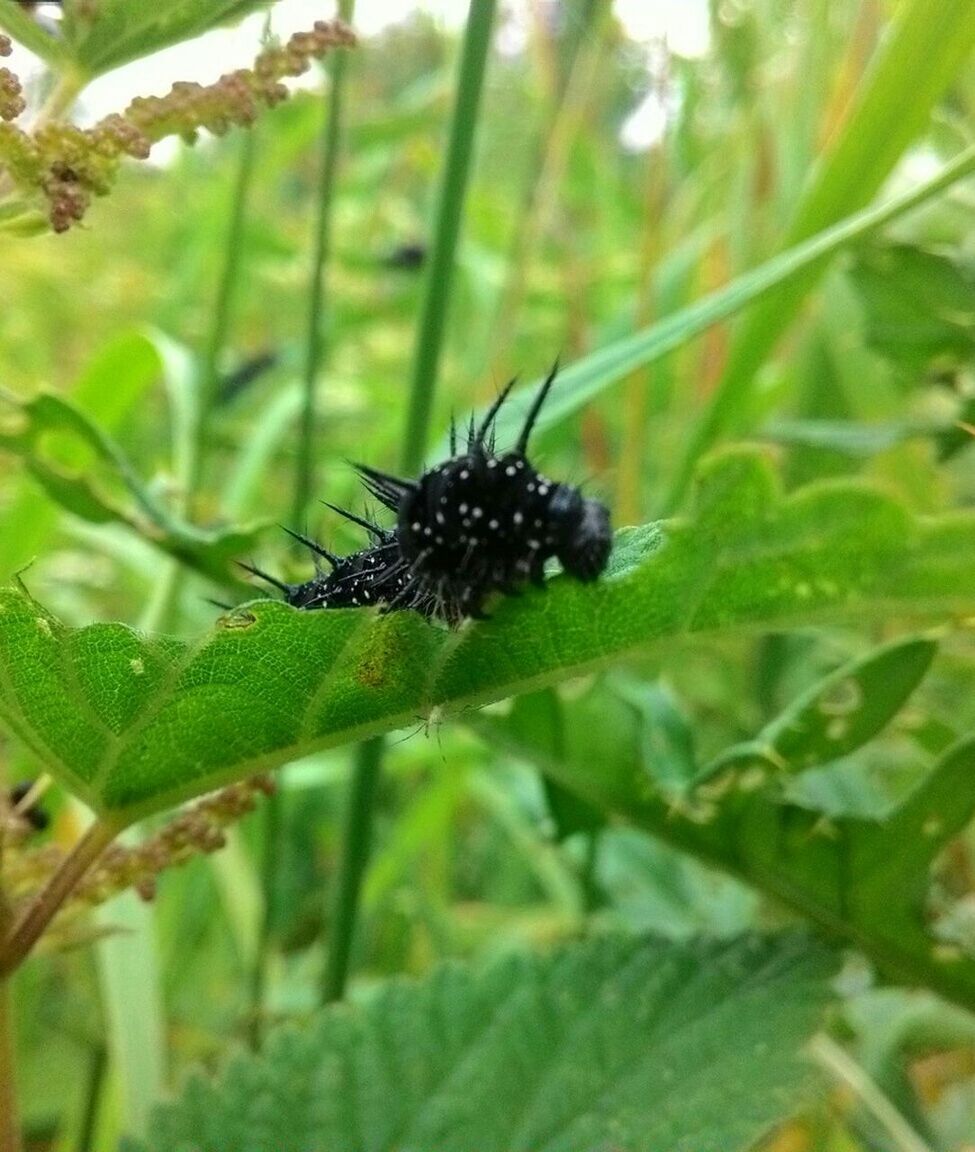 insect, animal themes, one animal, animals in the wild, wildlife, green color, close-up, focus on foreground, plant, leaf, growth, nature, selective focus, beauty in nature, day, freshness, outdoors, spider, no people, fragility