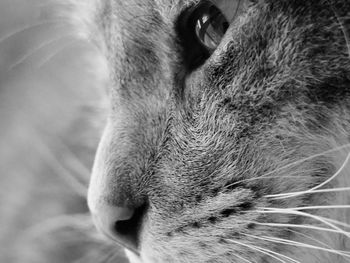 Close-up portrait of dog