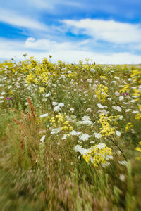 Plants growing on field against sky