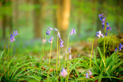 Close-up of purple flowering plants on land