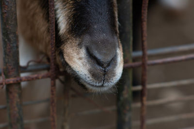 Close-up of an animal in cage at zoo