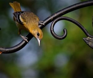 Close-up of bird perching on branch