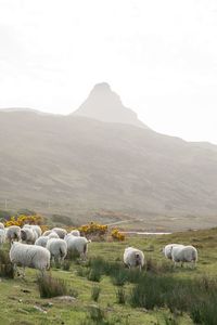 Sheep grazing on grassy field