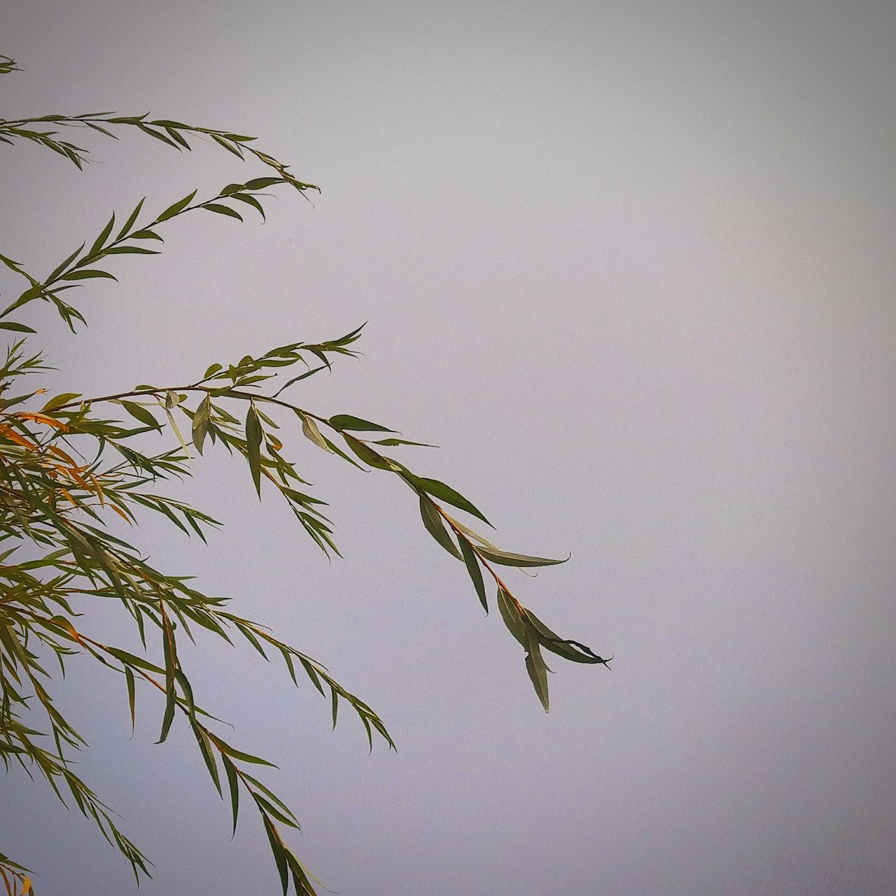 sky, plant, growth, beauty in nature, no people, clear sky, low angle view, nature, copy space, tranquility, day, close-up, leaf, plant part, outdoors, green color, tree, vulnerability, freshness, fragility