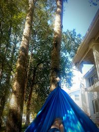 Low angle view of trees