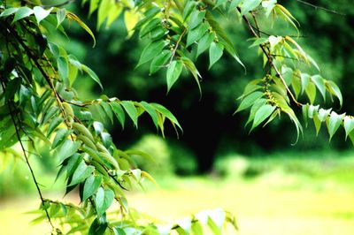 Close-up of fresh green plant