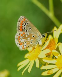 Close-up of butterfly pollinating on fresh yellow flower