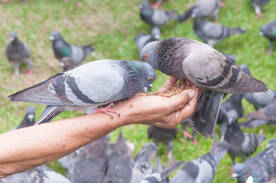 Close-up of pigeon perching on hand