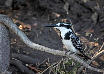 Close-up of bird perching on branch