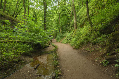 Road amidst trees in forest