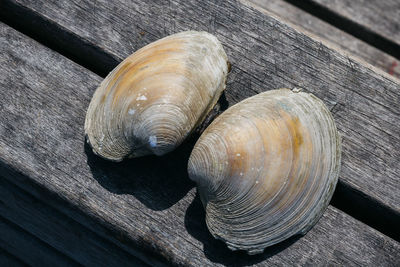 Close-up of snail on wood