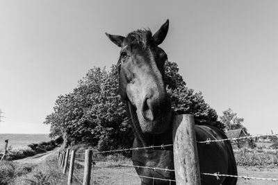 View of horse on field against sky