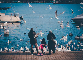 High angle view of seagulls on sea shore