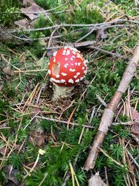 High angle view of fly agaric mushroom on field